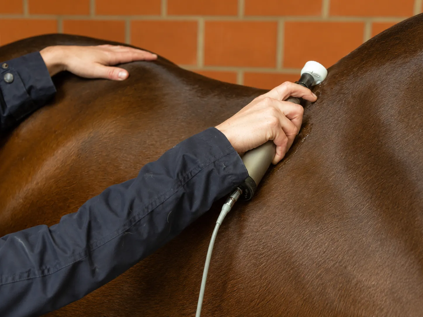 Pferde-Physiotherapie